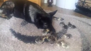 German Shepherd and baby turkey chicks