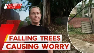 Queensland families live in fear over falling tree branches | A Current Affair