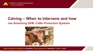 UMN Extension Beef Calving Series: When Intervene and How