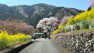 [ Driving Japan ] I will go to a beautiful rural town in Tokyo. 2023-04-01 Saturday Start 6:38 am.