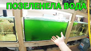 Позеленела вода в аквариуме