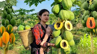 190 Days: Harvesting Chili, Chayote, Papaya, Lemon, Yams Go market sell | Happiness with your child