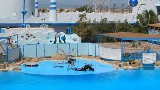 Egypt Hurghada dolphin show 2014 Египет Хургада дельфинарий 2014