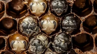 Amazing Time-Lapse: Bees Hatch Before Your Eyes | National Geographic