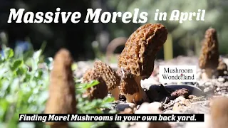 Massive Morels in April- finding Morel mushrooms in your back yard.