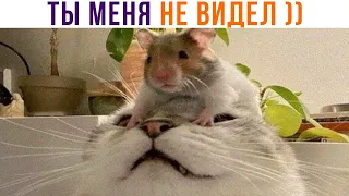 ТЫ МЕНЯ НЕ ВИДЕЛ ))) Приколы с котами | Мемозг 1088