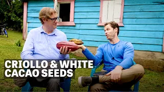 Criollo & White Cacao Seeds | Ep.98 | Craft Chocolate TV