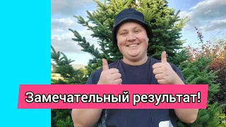 Как поживает огород?Выкопал пять сортов чеснока!😍