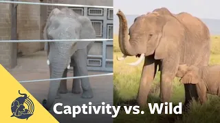 “Stereotypic” Behavior in Zoos Reveals Stress and Suffering