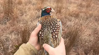 My First Controlled Pheasant Hunt!!!