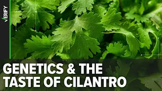 If you hate cilantro, the answer could be in your genes