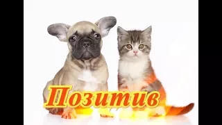 Самые смешные кошки собаки Fanny animals Создай себе хорошее настроение