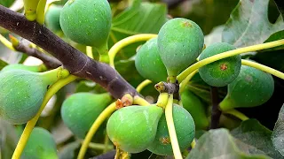 Cold Tolerant Fig Trees | A Hardy Fig Tree starts with the Variety