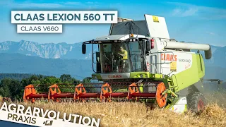 Claas Lexion 560 TT + V660 • harvesting barley | Agrarvolution Praxis