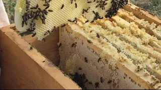 Bu hafta sonu  iki kovanında anasını alıp bala çalışacağız #beekeeping #kovan #petek #arıcılık #pupa