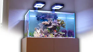 The perfect REEF AQUARIUM - Reef Relax with Dave's tank 4K