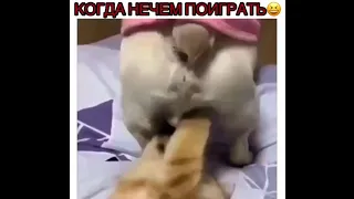 Прикол дня, колокольчик звенит!!!😹🤣