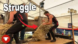 Sheep Shearing Competition at Angus Show