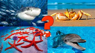 Морские животные для детей. Подводный мир и морские обитатели. Учим морских животных для малышей