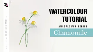 How to Paint Chamomile Flowers in Watercolour - Hello Clarice Tutorials