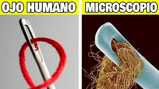 10 Cosas Mas Extrañas Que Solo Puedes Ver Bajo El Microscopio 😨