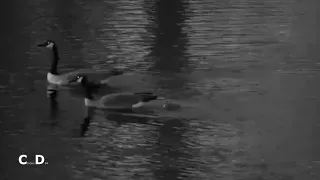 Decorah Goose Cam~Goose Family Taking A Moonlight Swim-Introducing Gosling to the Ground _4/23/24