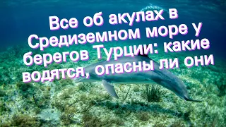 Все об акулах в Средиземном море у берегов Турции: какие водятся, опасны ли они