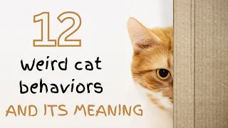 Weird cat behaviors and its meaning