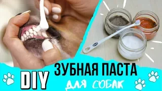 DIY | ДОМАШНИЕ РЕЦЕПТЫ ЗУБНОЙ ПАСТЫ ДЛЯ СОБАК