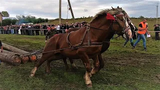 ПРИКАРПАТСЬКІ КІННІ ЗМАГАННЯ * СИЛА КОНЕЙ 2020*/  КОНІ В ПАРІ/ ПЕЧЕНІЖИН.КОНІ ВАГОВОЗИ