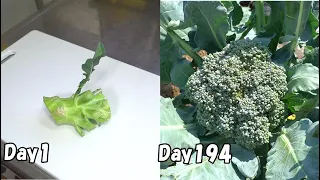 How to regrow broccoli from store-bought broccoli