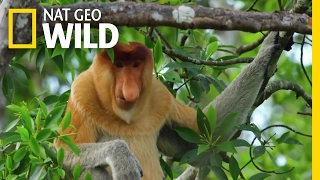 Proboscis Monkeys Jump Around | Paradise Islands