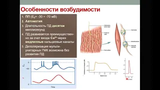 Физиология мышц. Часть 3. Гладкомышечные клетки