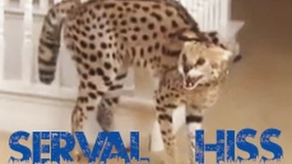 Serval Hissing!