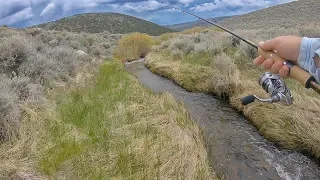 Catching Big Fish In A TINY Creek!