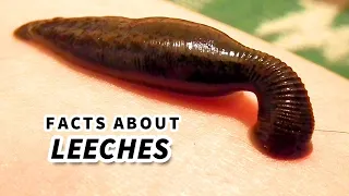 Leech Facts: BLOOD SUCKER | Animal Fact Files