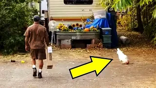Ein listiger Hahn lockt Postboten in Hof. Anschließend passiert etwas Unglaubliches.