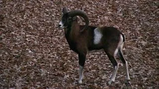 Mouflons in the Börzsöny mountains II. (Hungary)