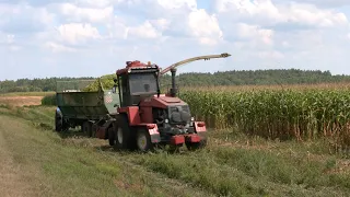 В регионе продолжается уборка кукурузы на силос