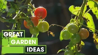 Winter Tips for Growing Citrus and Vegetables | Gardening | Great Home Ideas