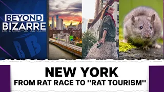 New York's Rat Nightmare Attracts Tourists | Beyond Bizarre