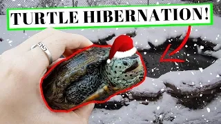 ULTIMATE Hibernation GUIDE for ~TURTLES~!!!
