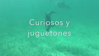 Delfines Cayo Largo Cuba