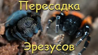 Пересадка пауков Чёрный эрезус