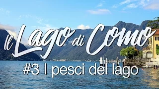 Il Lago di Como #3 - I pesci del Lago