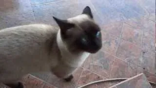 Cutest Siamese Meow Ever!