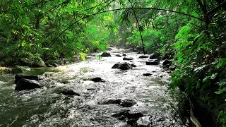 Relaxing forest sounds. Sound of water flowing. river sounds for sleep, for stress relief, for study