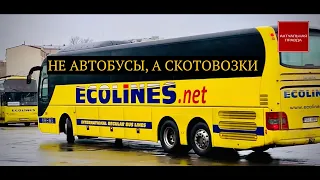 Компании Автолюкс-Эколайнс оскандалились из-за скотского отношения к украинцам