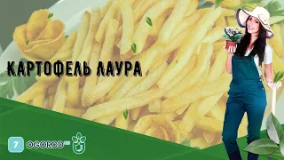 Картофель Лаура