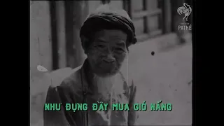 Em Đi Giữa Biển Vàng ll Thu Bằng ll Thu Thanh Trước 1975.